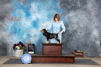 English Cocker Spaniel #? PBIS Judge See Note