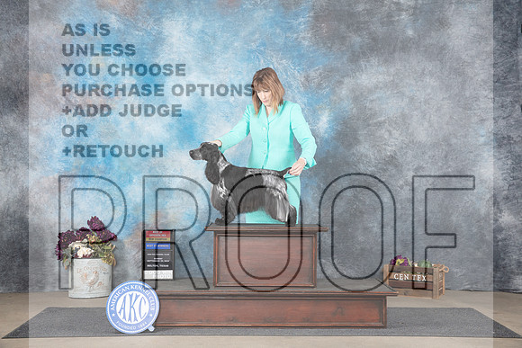 English Cocker Spaniel #6 BOWBOSNCH Judge Joan Liebes__JP_7666_Belton_2024_HR3