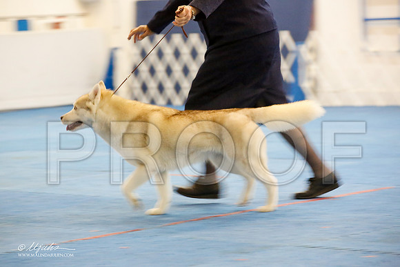 _M3_1201-AddisonHuskyMar2015-HR3