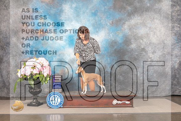 Italian Greyhound #39 SUN WD BOW Judge Barbara Alderman_MJ_8217_Houston_2022_HR3