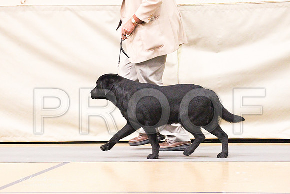 Retrievers(lab)-4385LR