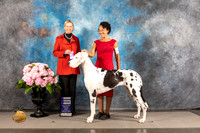 Great Dane #20 FRI WB Judge Patricia Sosa