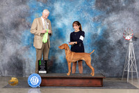 Vizsla #6 Sun OHG2 Judge Jon Cole