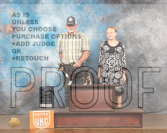 Teddy Roosevelt Terrier #295 PRBIS Sun2 Judge Katherine ShortMMJ_6305_Lngvw2022HR3