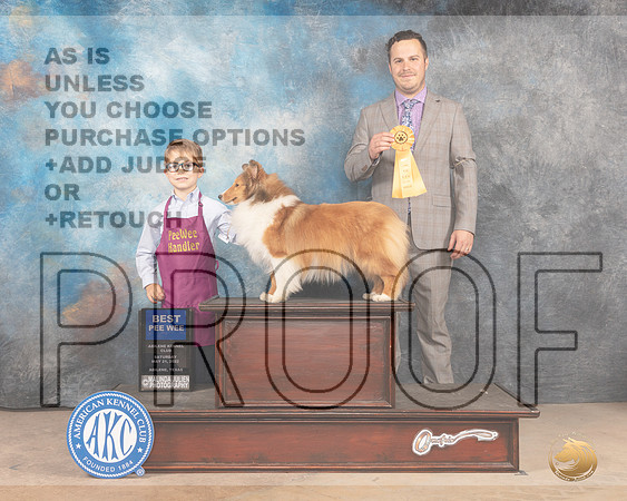 Shetland Sheepdog Pee Wee #12 Sat-MMJ_3862-Abilene2022-HR3
