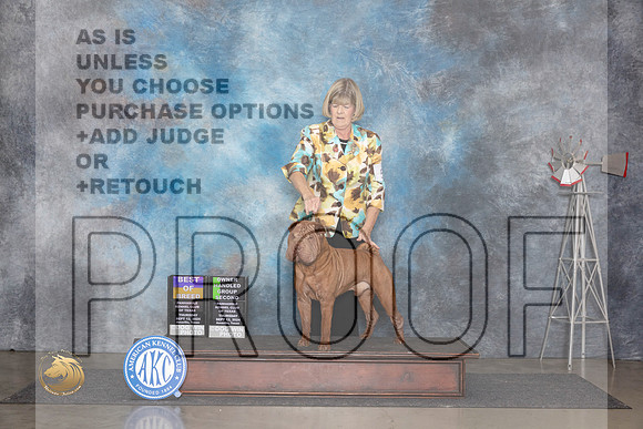 Shar Pei #5 Thurs BOBOHG2 Judge Pat Trotter__JP_4981_Amarillo_2024_HR3