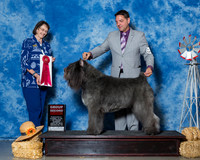 Bouviers Des Flanders #9 Sun G2 Martin Priscilla Susan Digorno Agent Greg Reyna Judge Mrs Linda Scanlon