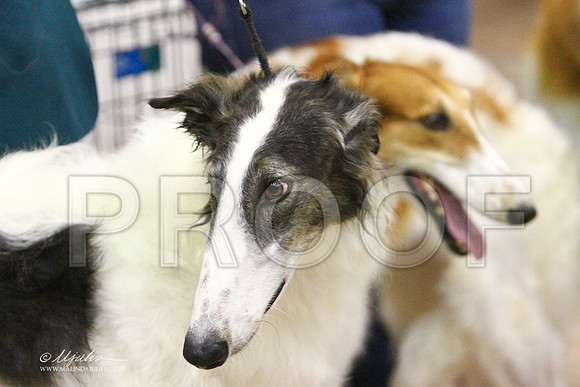 Borzoi-2363LR