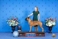 Bull Mastiff #10 SAT WB NC Judge Jon Cole