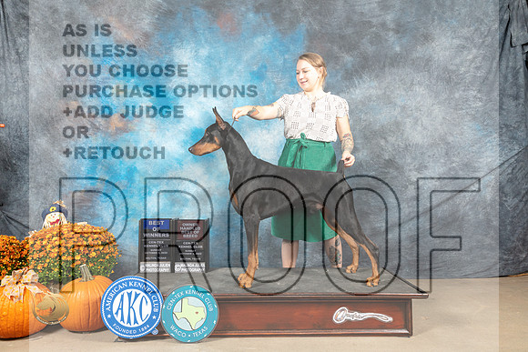 Doberman Pinscher #5 Sun WBOHBOB Judge Donnelle Richards_MJ_6500_Belton_2022_HR3