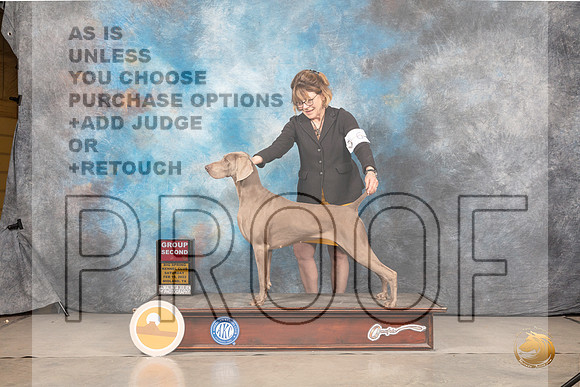 Weimaraner #6 Sat G2 Judge Gary AndersenMMJ_4747_Mdlnd2022_HR3