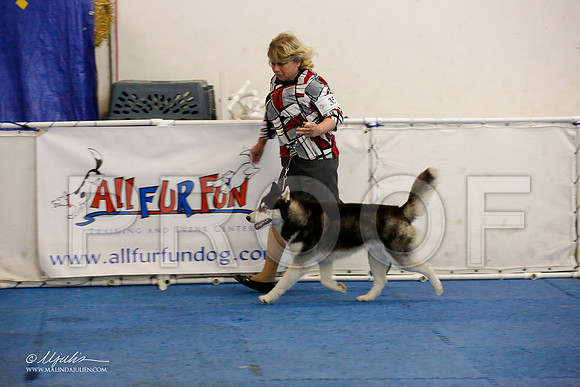 _M3_0024-AddisonHuskyMar2015-HR3