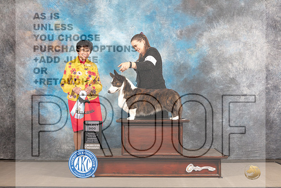 Cardigan Welsh Corgi #19 WED SD Judge Barbara Alderman-_MJ_2024e_Hstn2022-HR3