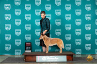 Australian Cattle Dog #112 Sat G2 Judge Rick Gann