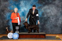 Boykin Spaniel #8 Fri G4 Judge Suzanne Dillin