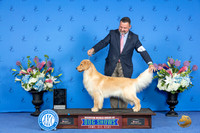 Golden Retiever #? FRI WB BOW BOS NC M Judge Victor Rosado BEXAR