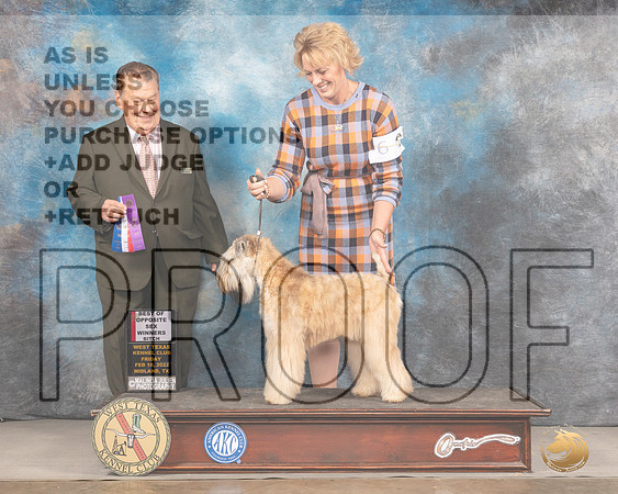 Soft Coated Wheaten Terrier #6 Fri BOS Judge Del RichardsMMJ_3047_Mdlnd2022_HR3