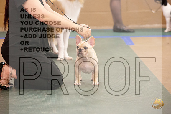 French Bulldog # Ringside Sat_JJL_3948_LongviewTX_2024_HR3