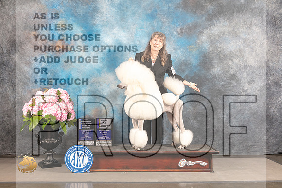 Poodle Standard #42 FRI BOV BW WB NCH Major Judge Steven Keating_MJ_5484_Houston_2022_HR3