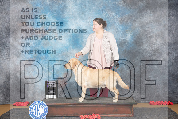 Labrador #11 Sat RWD Judge Nikki Riggsbee__JP_0766_Sulphur Springs_2024_HR3