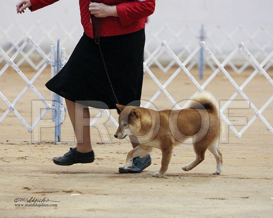 Shiba-0298-LR