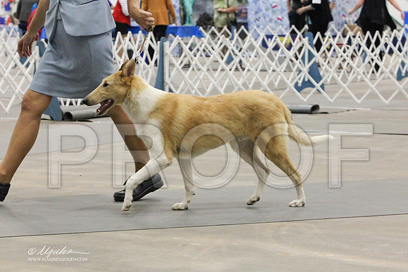 CollieS-7855LR