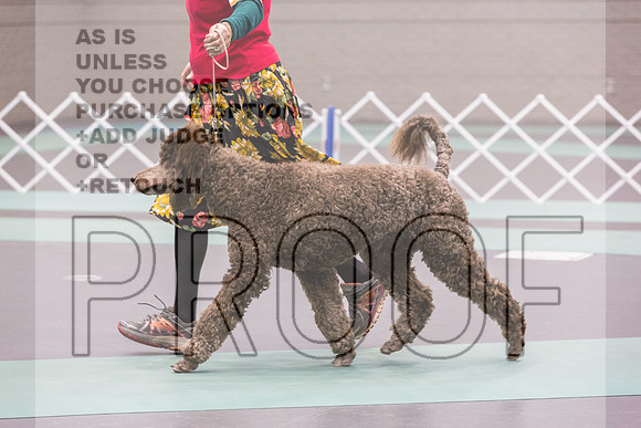 Poodle Std MC Ring Sat_JJL_8653_UKCLNGVIEWOCT2024_2024_HR3