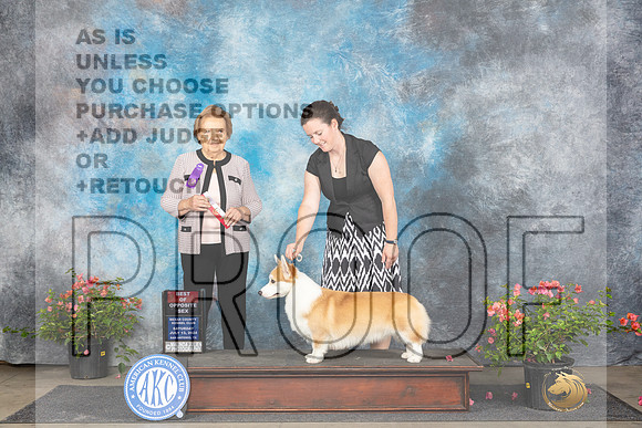 Pembroke Welsh Corgi #11 Sat BOS Judge Polly (Mrs Robert) D Smith_JP_6210e_Houston_2024-HR3