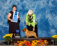 Norwich Terriers #5 Sat G1 Cato Marie Suzanne Bennett Agent Brenda Lee Combs Judge Mrs Pamela B Peat