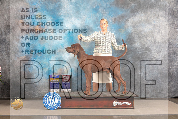 Redbone Coonhound #5 FRI BOB OHBOB Judge Barbara Alderman_MJ_5318_Houston_2022_HR3