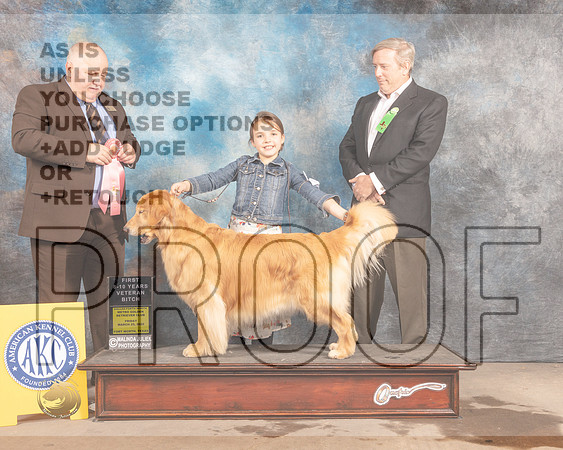 Golden Retriever #62 Fri VetB8-10 Judge Gordon Hayburn-MMJ_7429-FW2022-HR3