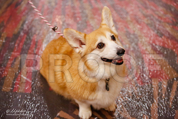 _JJ_9961-HstnCorgiFeb2015-HR3