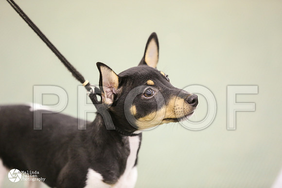 pup-8896-DntnMar14-HR3