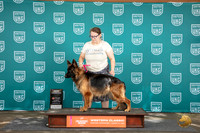German Shepherd Dog #354 Fri BOB BM Champ BOW G2 No Judge
