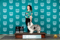 Shetland Sheepdog #539 Sat BOTD Judge Tracie Karsjens