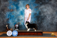 Shetland Sheepdog #6 Fri WBBOS Judge Karen Hynek
