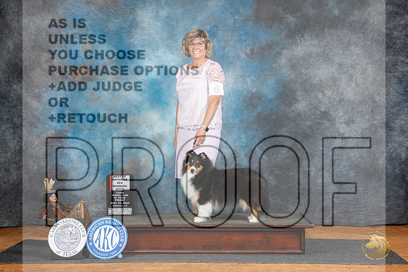 Shetland Sheepdog #6 Fri WBBOS Judge Karen Hynek__JP_7154_MARSHALL_2024_HR3