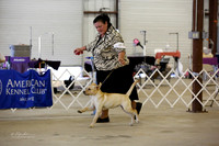 Labrador B Match Ring Sat Canton Oct 2013