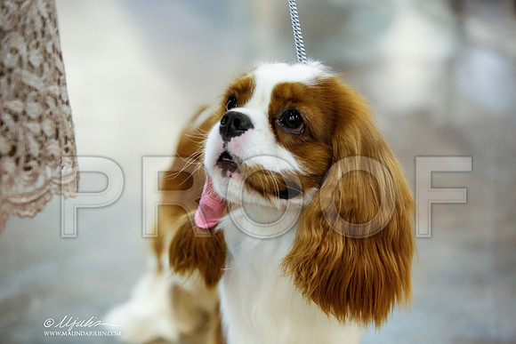 _JJ_7411-HstnJul2014-HR3