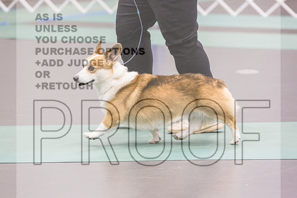 Pembroke Welsh Corgi Rings Fri Ring 1_JJL_6125_UKCLNGVIEWOCT2024_2024_HR3