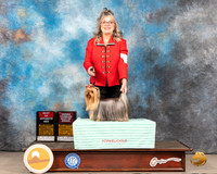 Yorkshire Terrier #9 Thurs BOS OHBOB Judge Alderman