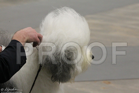 OldEnglSheep-1370LR