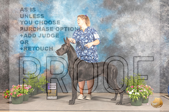 Great Dane #14 Sun WB Judge Anne BolusGreat Dane #14 Sun WB Judge Anne Bolus_MJ_1186_SA_2022_HR3_SA_2022_HR3