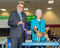 Border Terriers #12 Thrs WB Johnson Robbie Judge Mr James G Reynolds