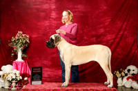 Mastiff Sun S 2 Jennifer Landen