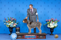 Spinoni Italiano #6 THUR BOB Judge Ann Yuhasz