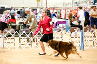 Finnish Lapphund Sun Ring