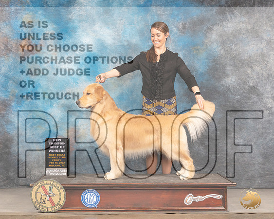Golden Retriever #27 Fri BOWWB Judge Judy BrownMMJ_3444_Mdlnd2022_HR3