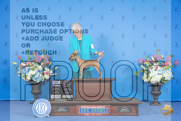 Border Terrier #21 SUN BOW WD BOBOH Judge Debbie Freeman__JP_0171_Houston_2024_HR3