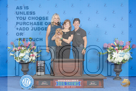 Norfolk Terrier #16 FRI WB BOS NC Judge Joao Machado__JP_9268_Houston_2024_HR3